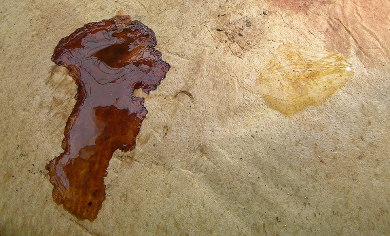 Quando Cortinarius odorifer non ha odore......